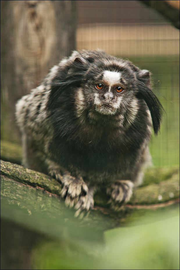 Black tufted-ear marmoset at Thüle
