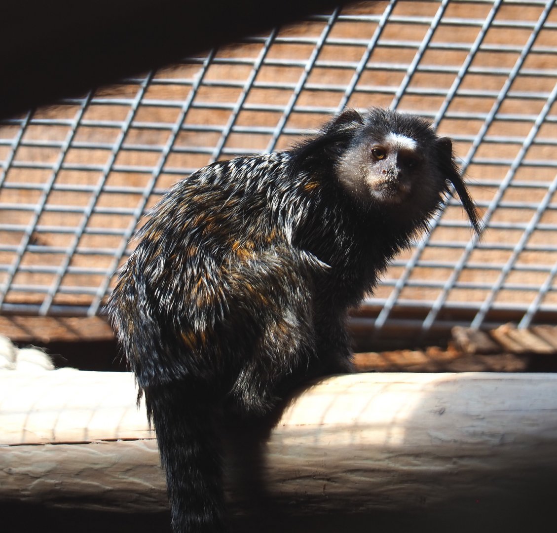 Black tufted-ear marmoset (Callithrix penicillata), 2020-09-12