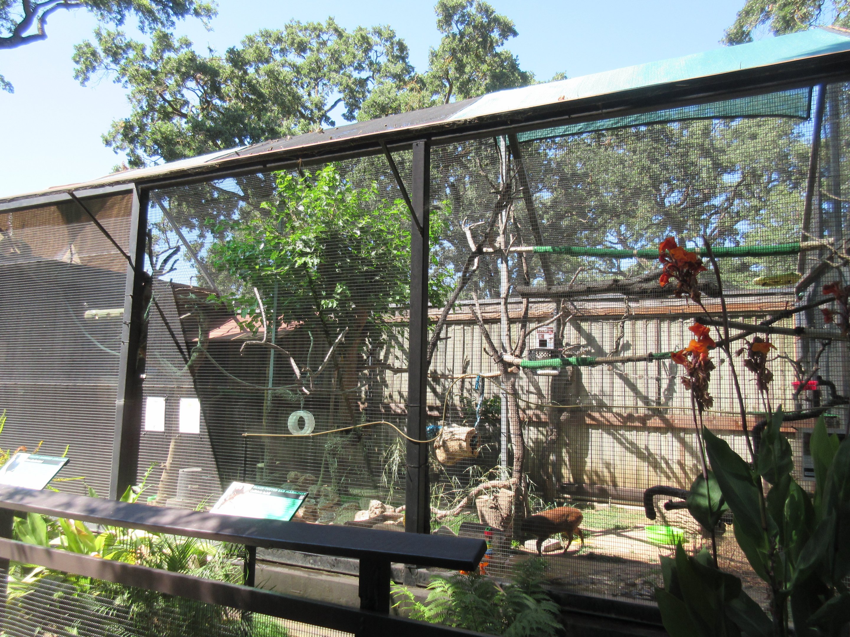 Black Tufted-Ear Marmoset/Yellow-Knobbed Curassow/Southern Chilean Pudu Exhibit