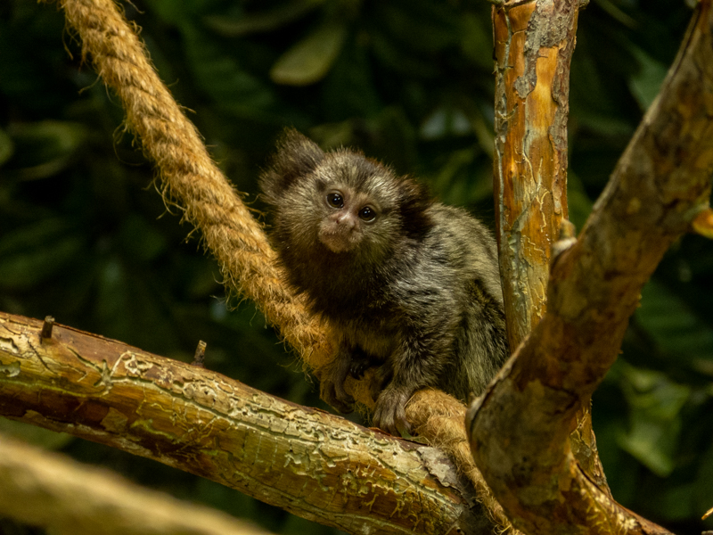 Black-tufted marmoset (Callithrix penicillata)