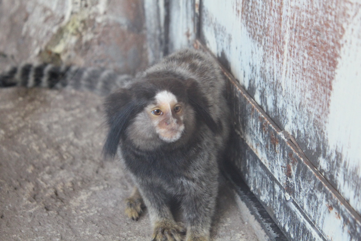 Black-tufted marmoset (Callithrix penicillata)