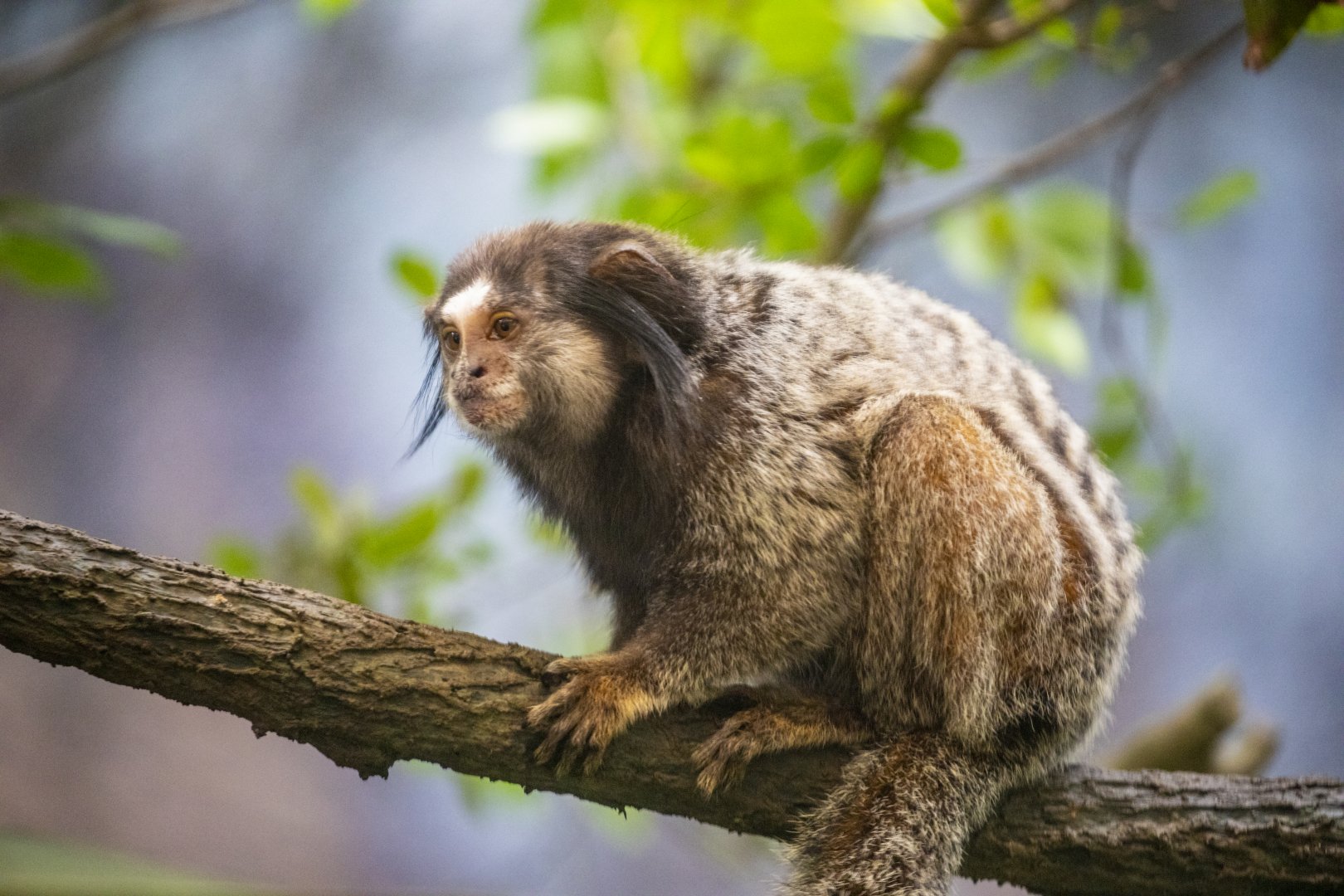 black-tufted marmoset (Callithrix penicillata)