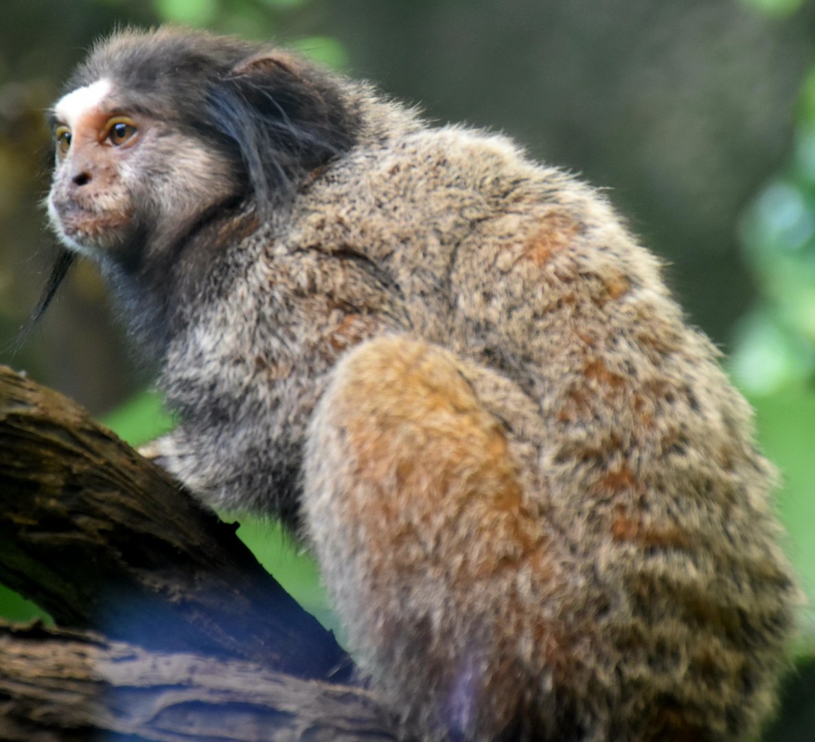 Black-tufted Marmoset (Callithrix penicillata)