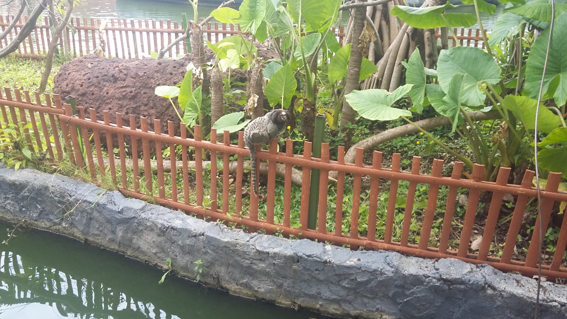 Black-tufted marmoset (Callithrix penicillata)