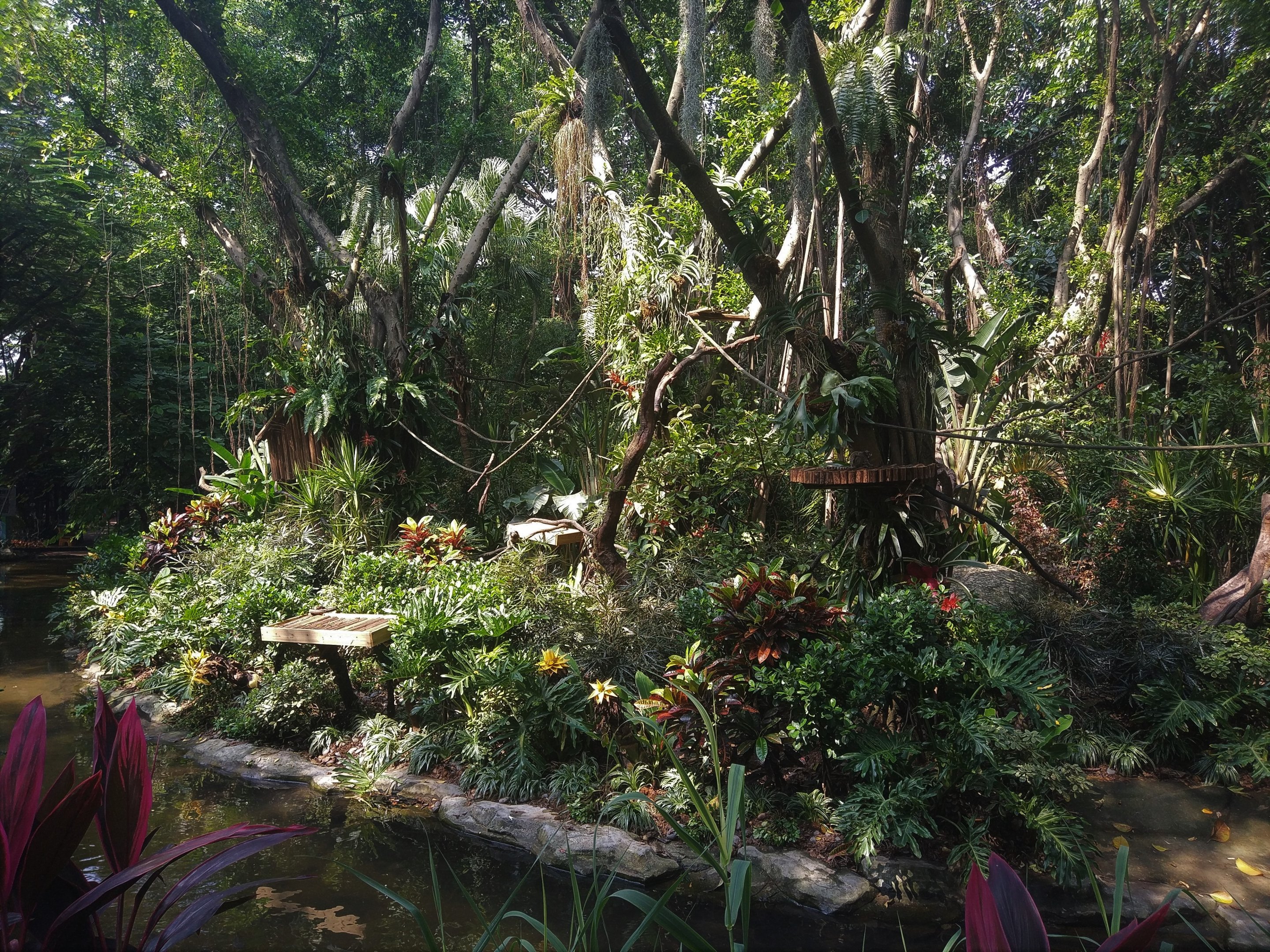 Black-tufted Marmoset Exhibit