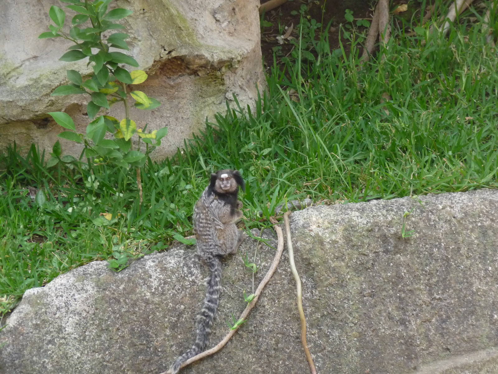 black tufted marmoset morelia zoo