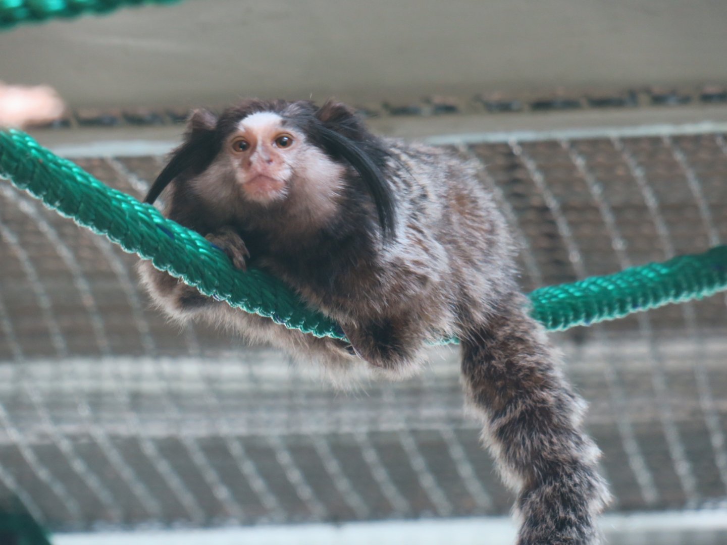 black-tufted marmoset