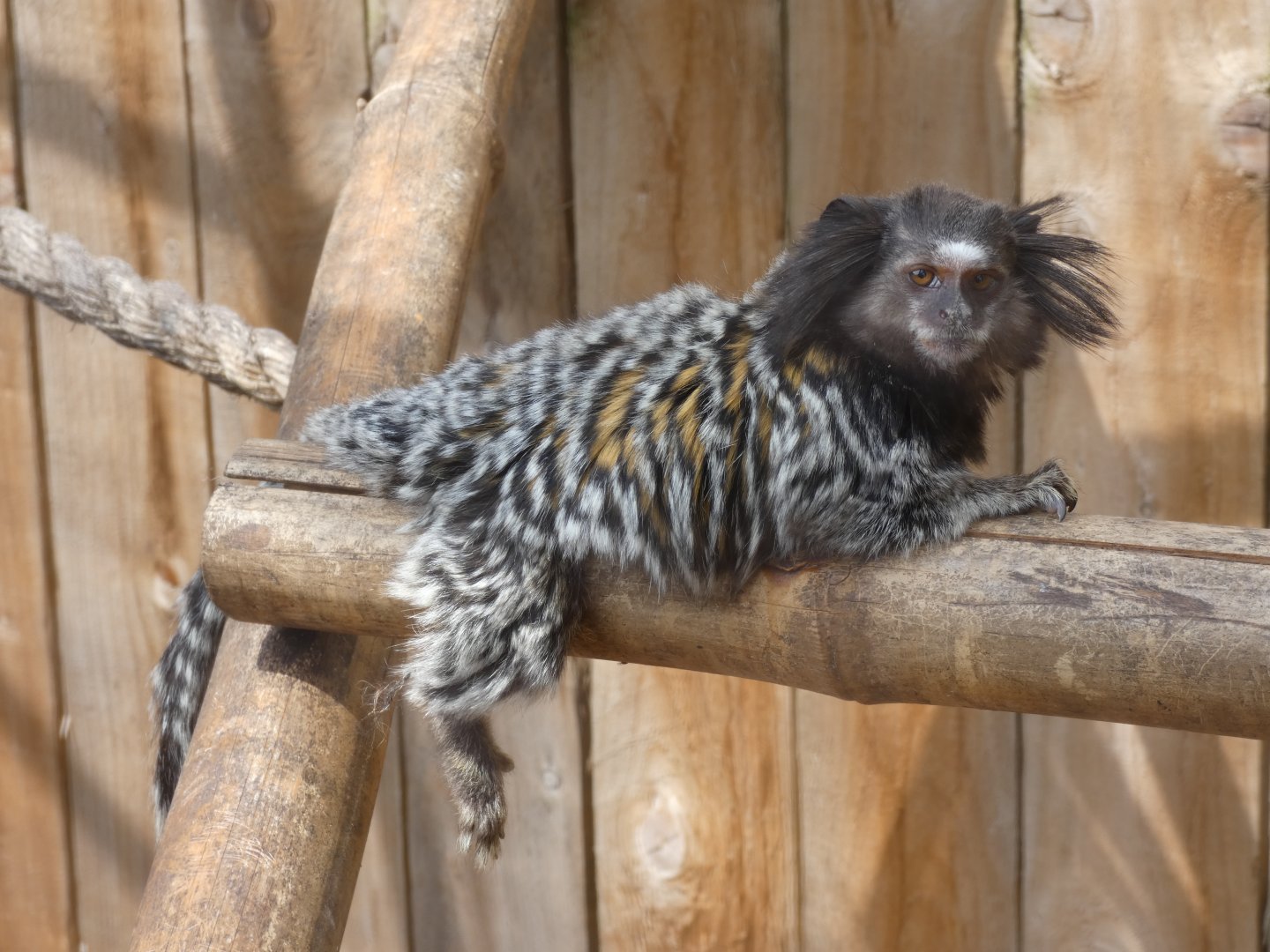Black-tufted Marmoset