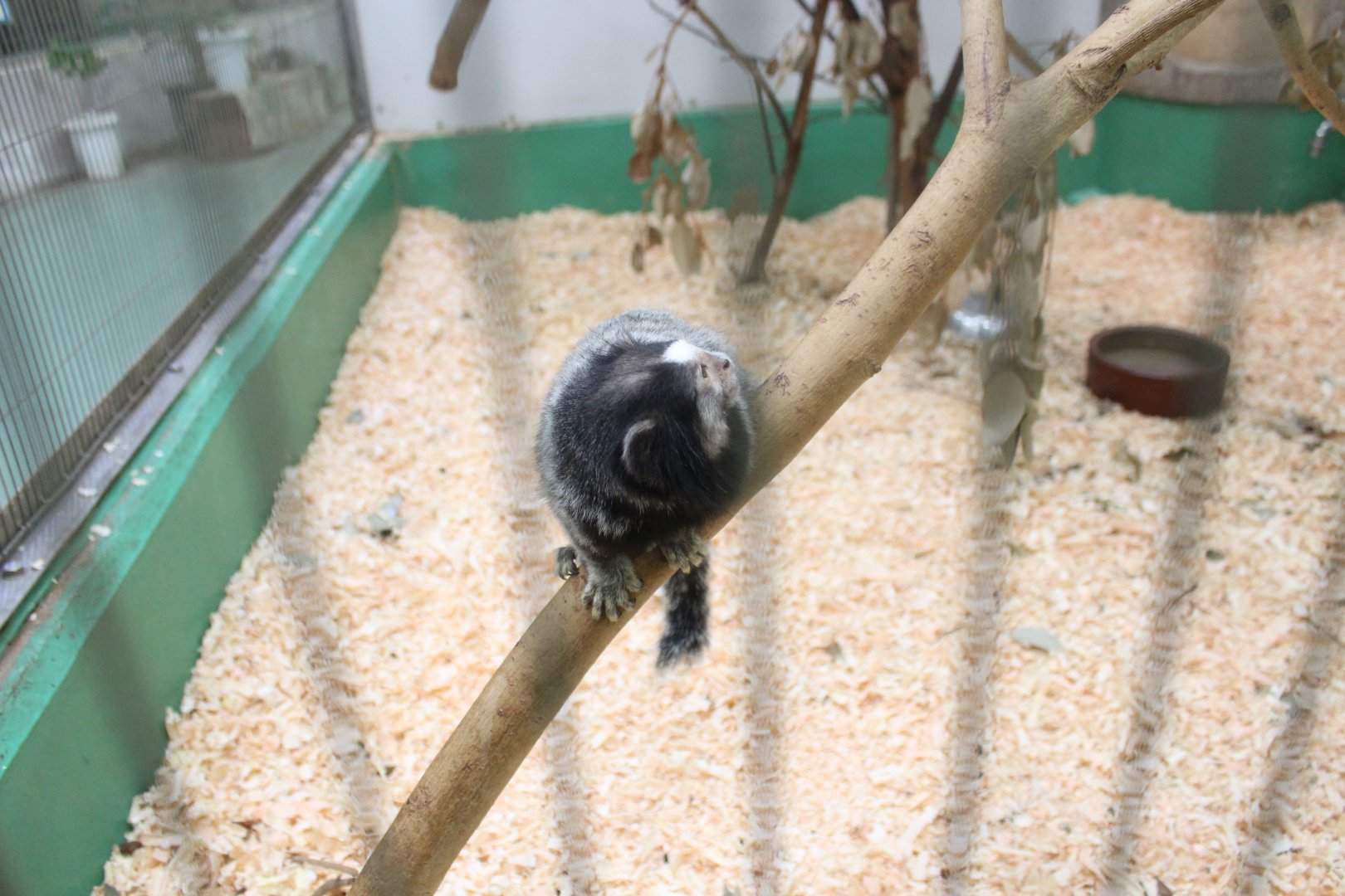 Black-tufted Marmoset