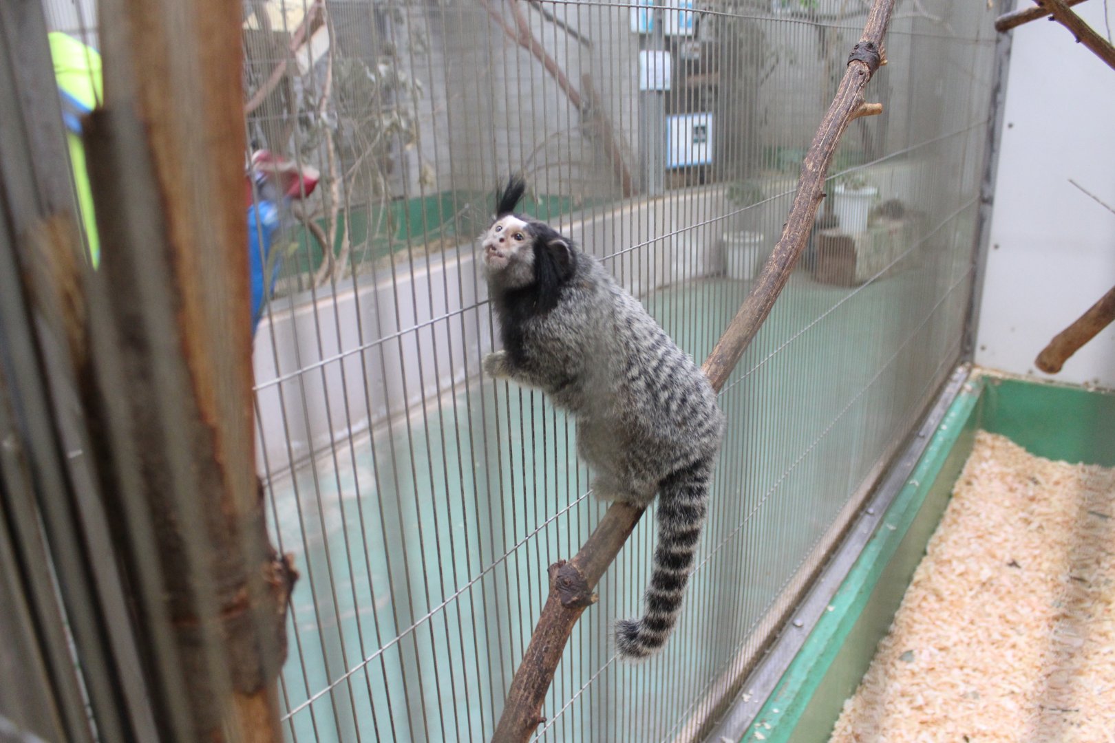 Black-tufted Marmoset