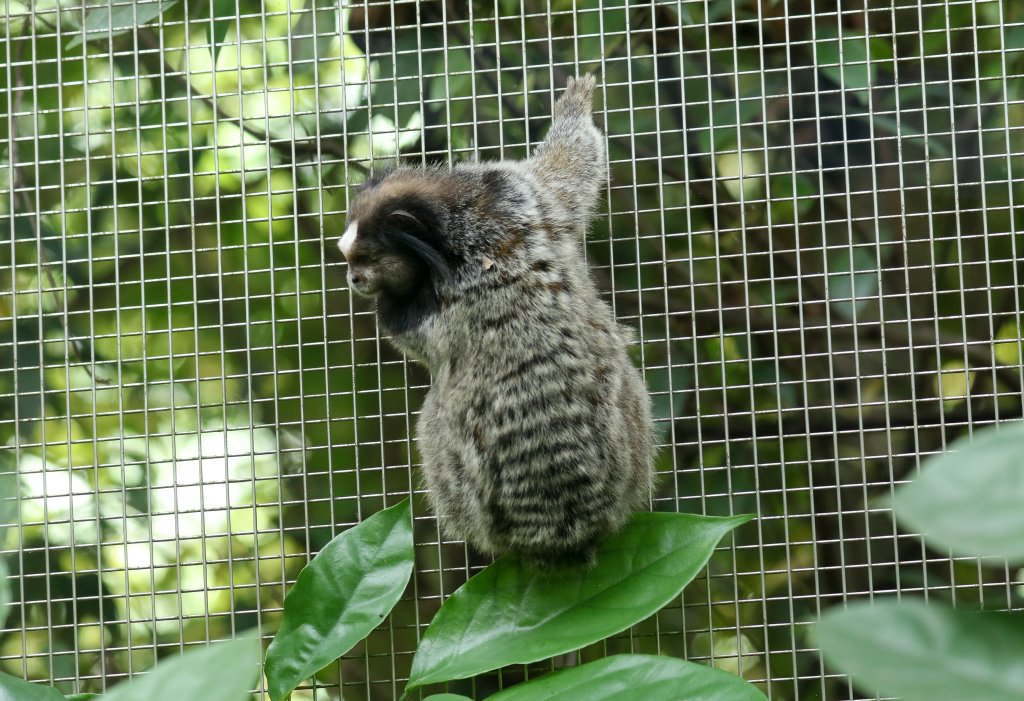 Black-tufted Marmoset