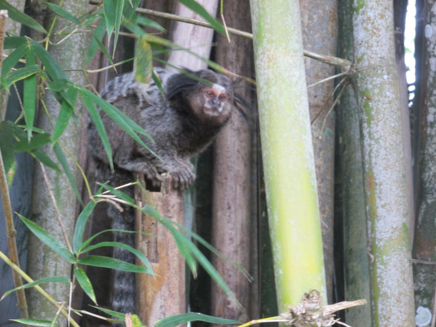 black tufted marmoset
