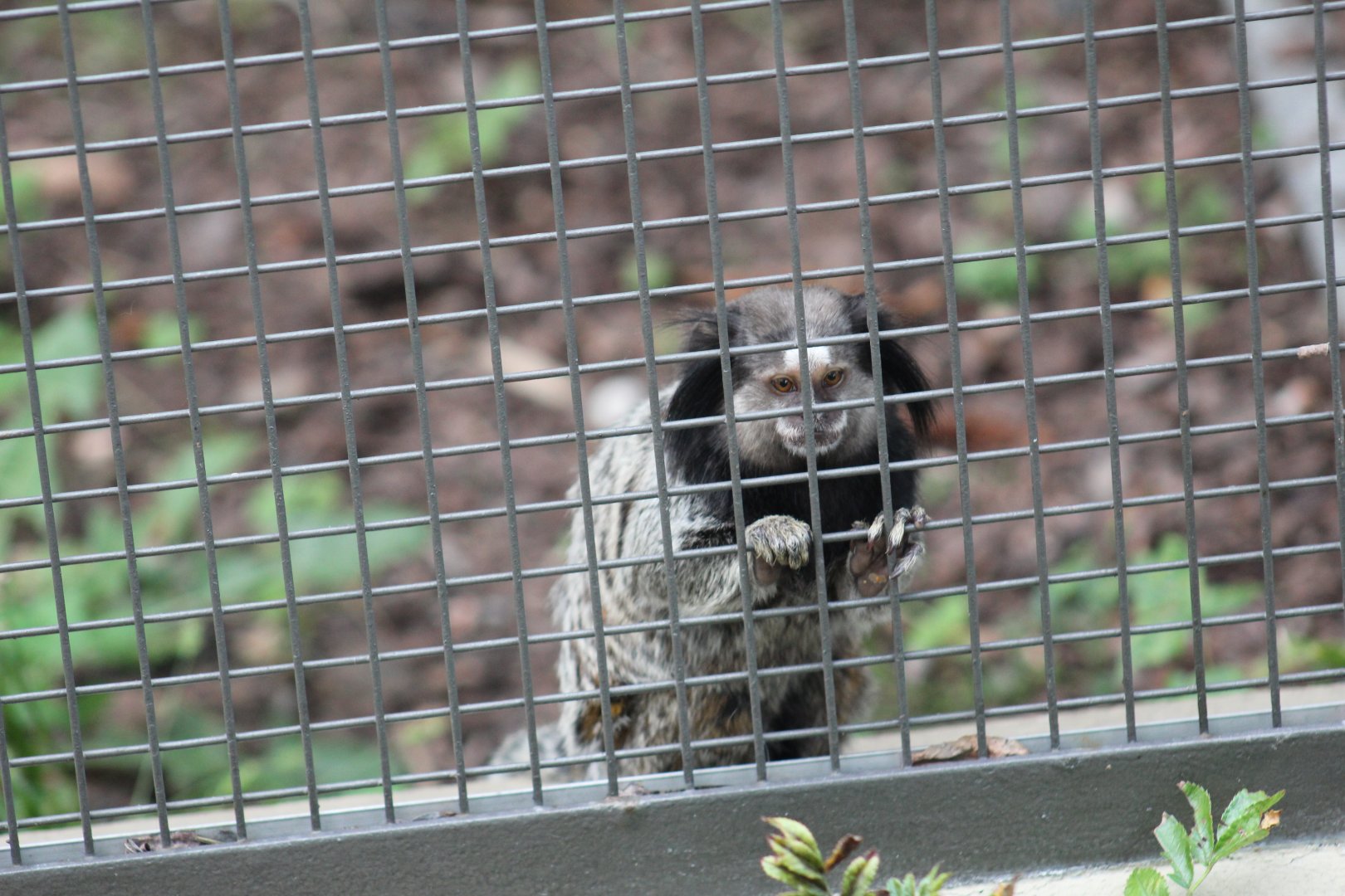 Black-Tufted Marmoset