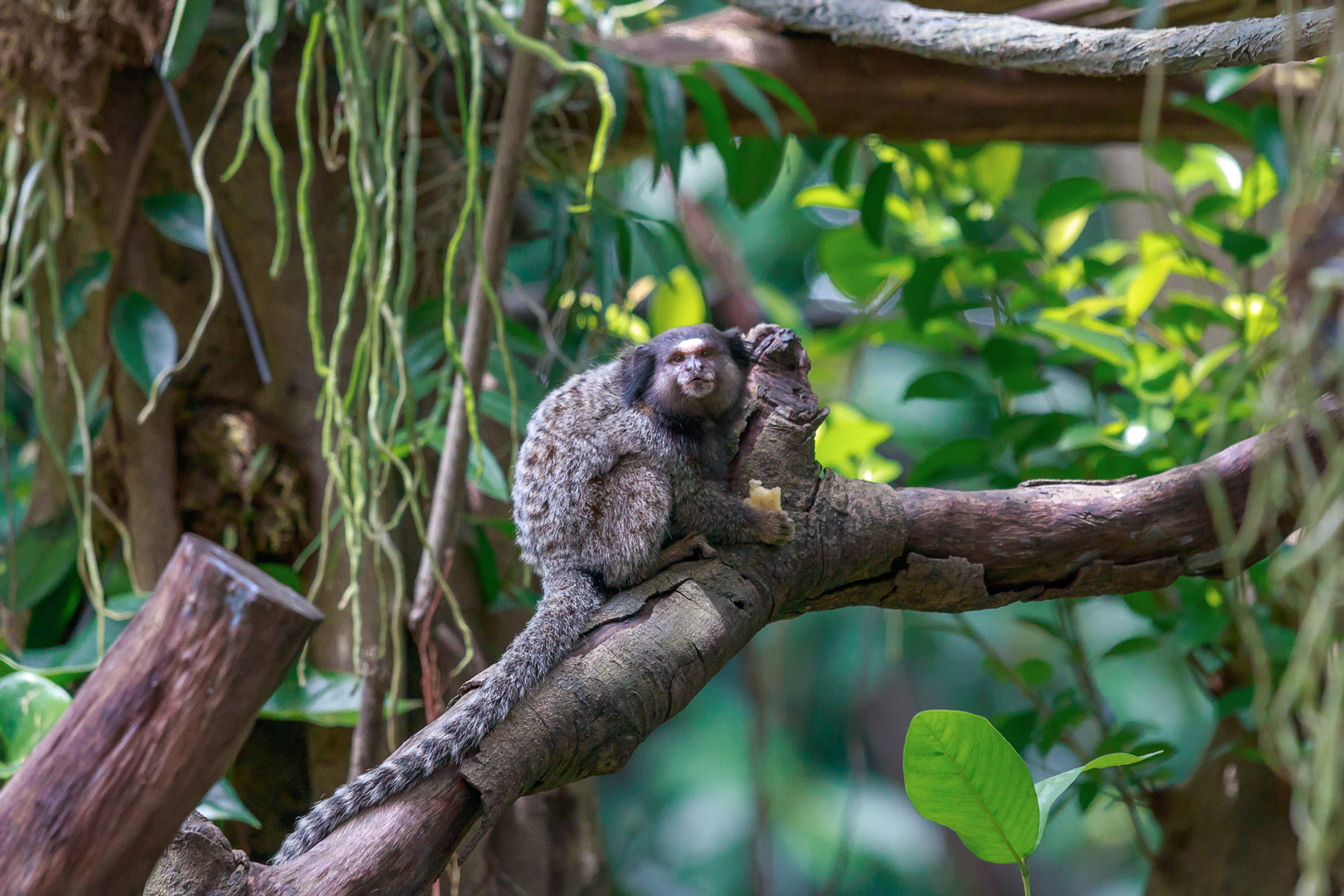 Black-tufted marmoset
