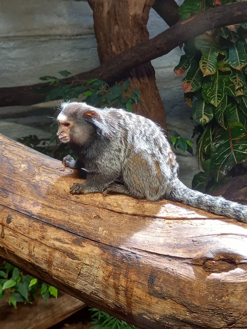 Black-tufted Marmoset