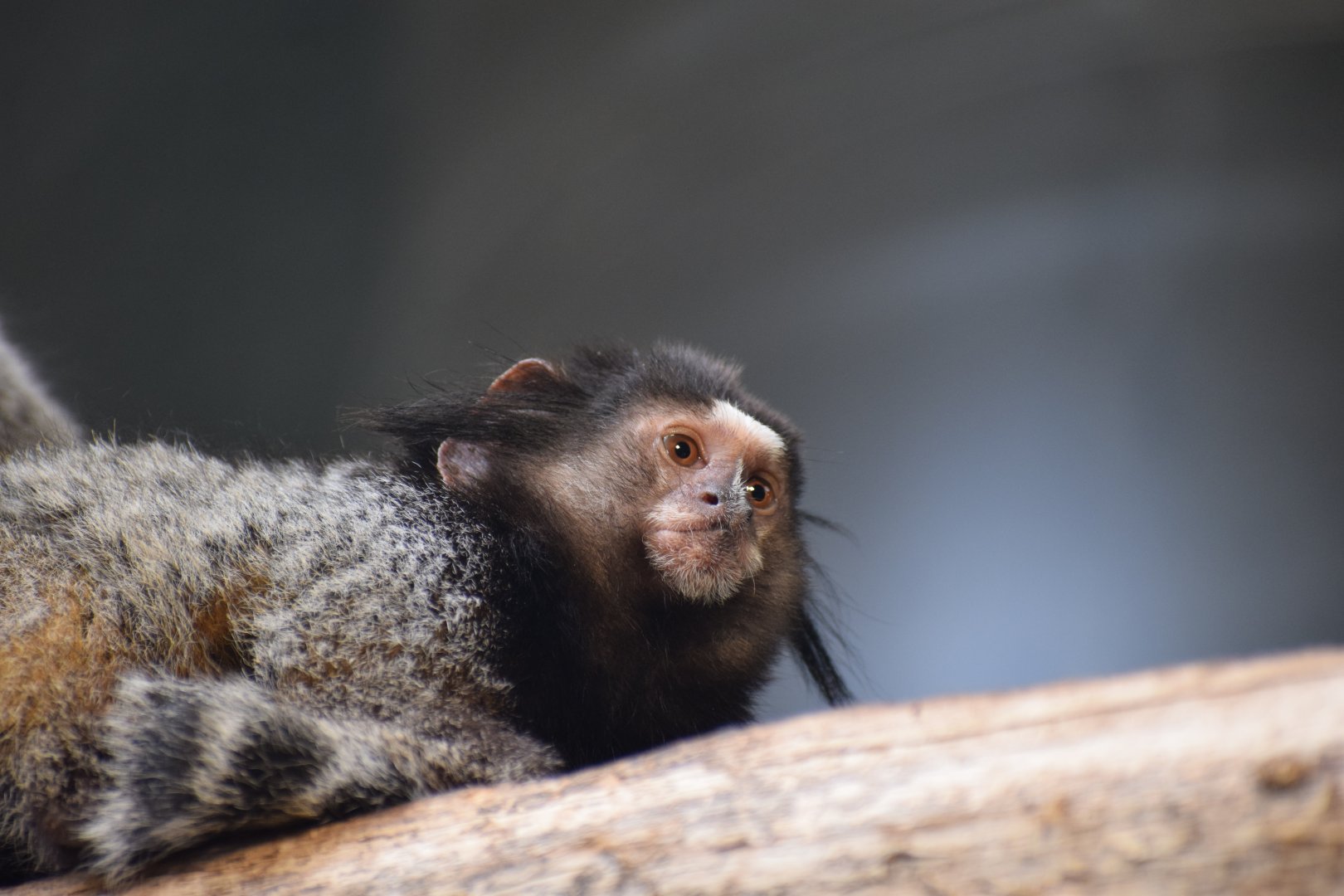 Black-tufted marmoset