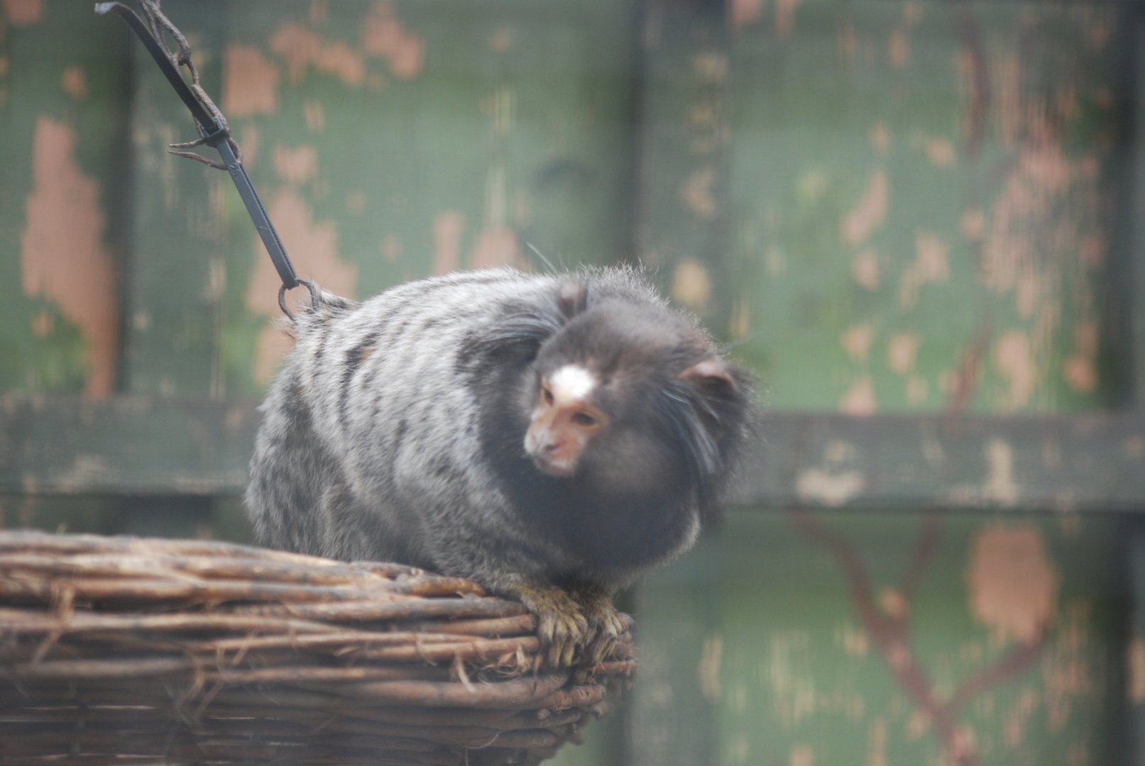 Black-tufted or hybrid marmoset