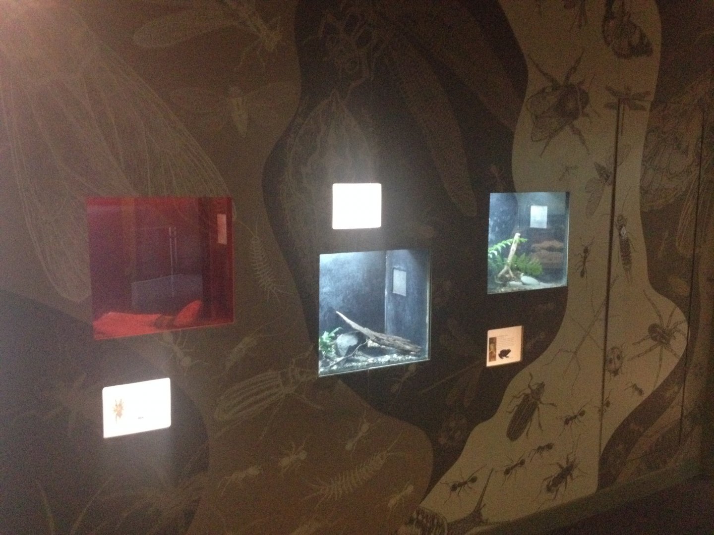 Black Tunnelweb Spider, Brown Tree Frog & Southern Bell Frog exhibits