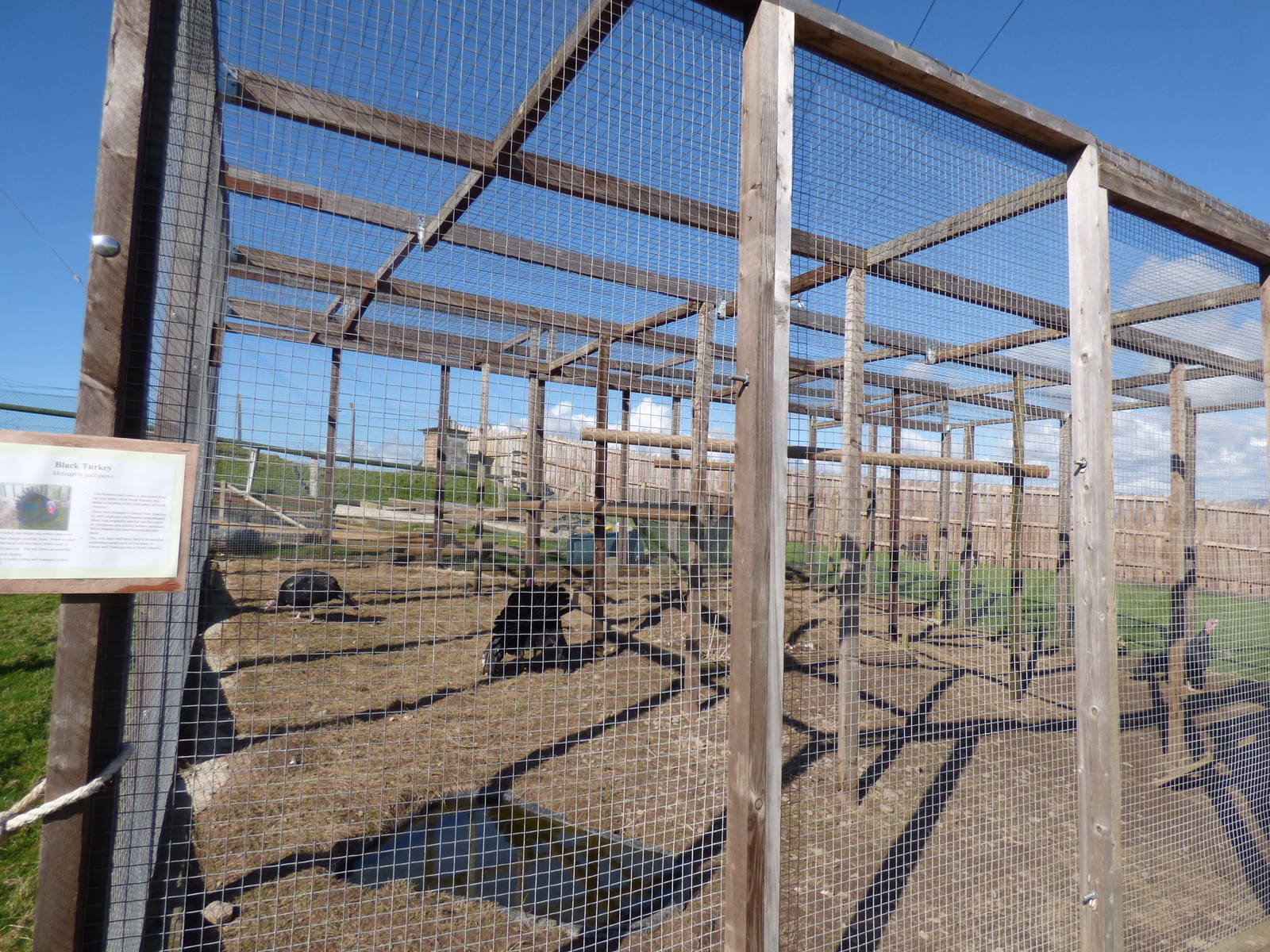 Black Turkey Enclosure in Extension