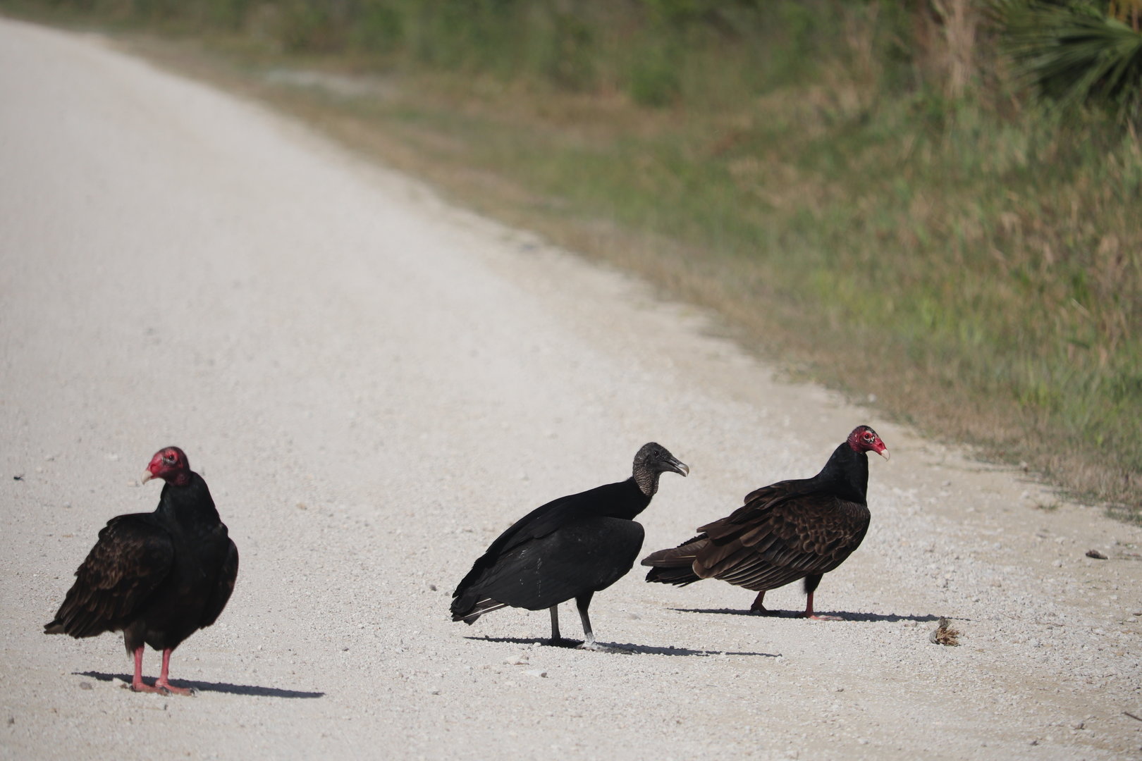 Black & Turkey Vultures