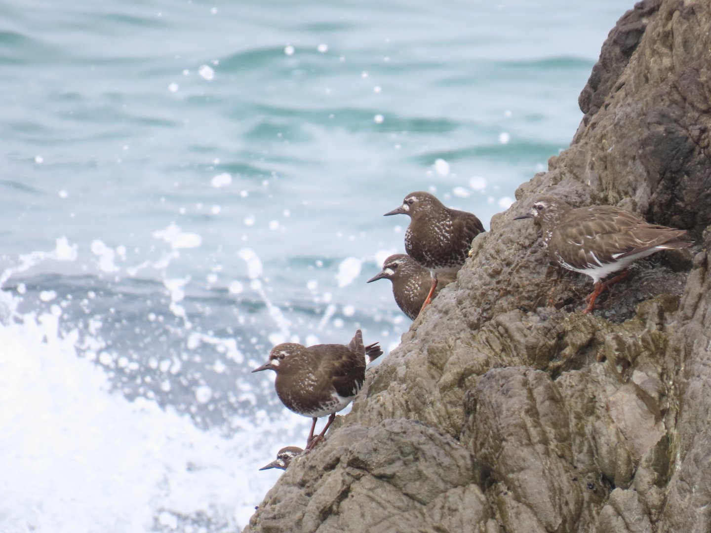 Black Turnstone (Arenaria melanocephala)