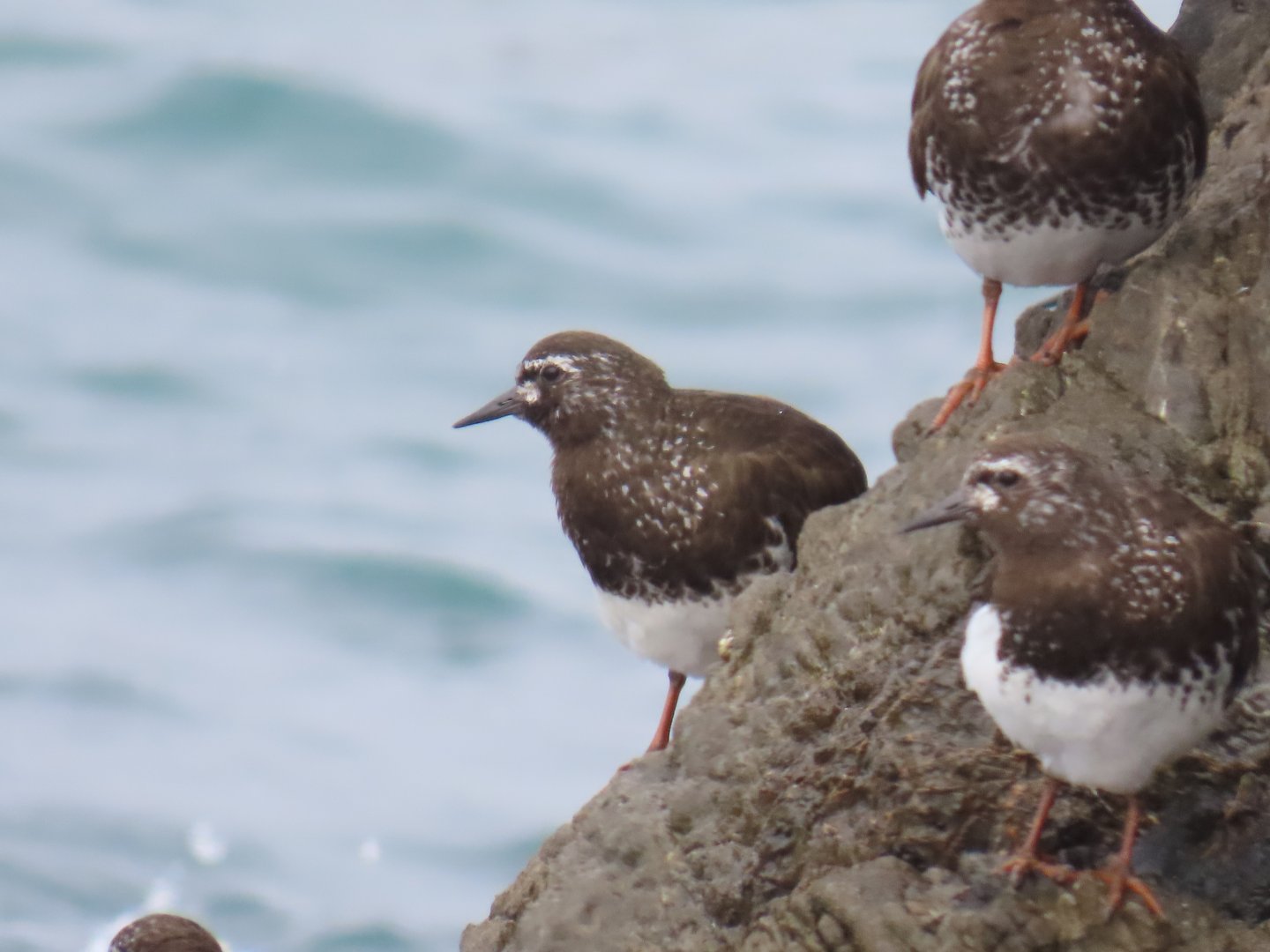 Black Turnstone (Arenaria melanocephala)