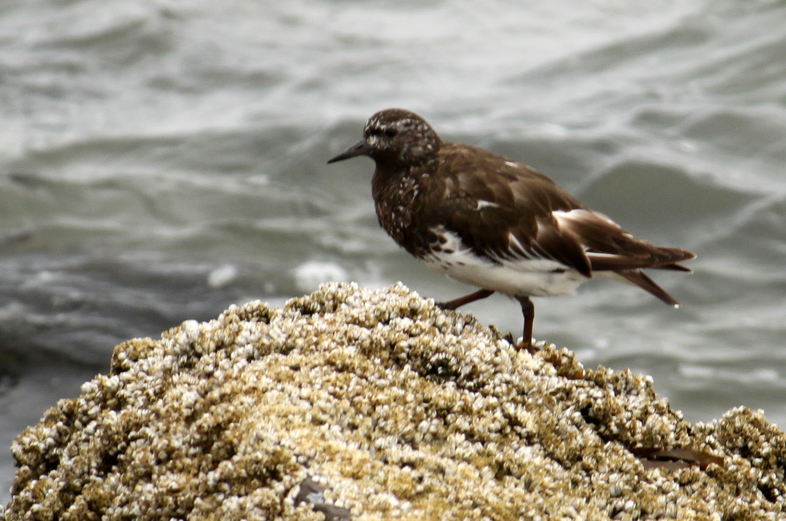 Black Turnstone