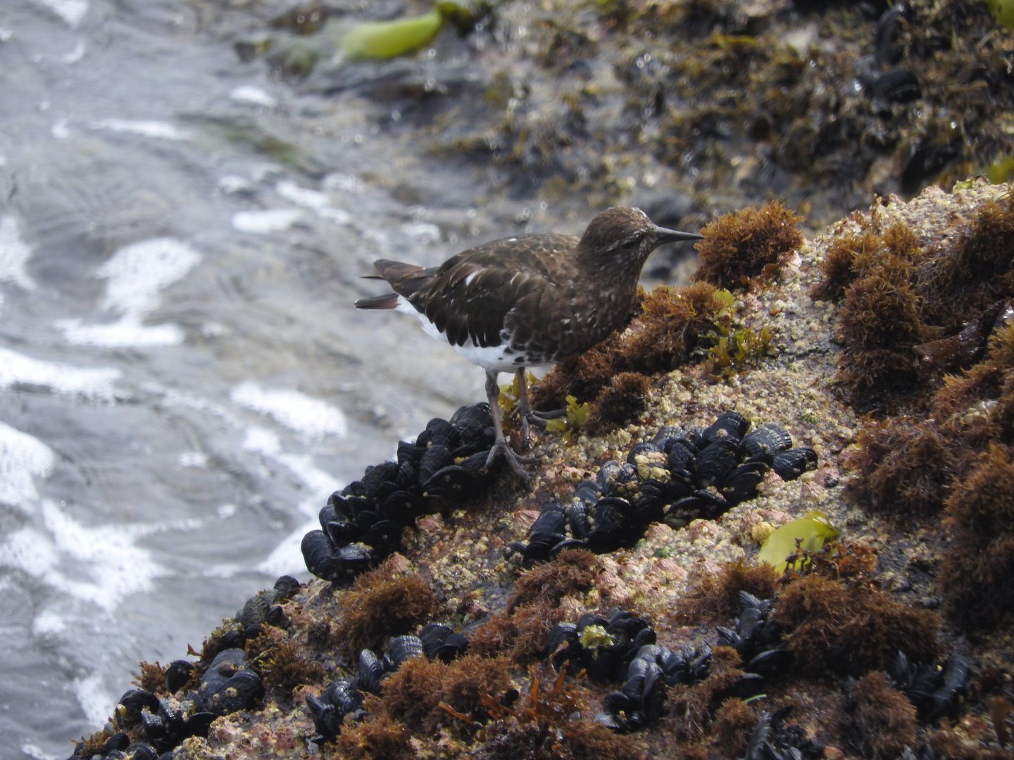 Black Turnstone