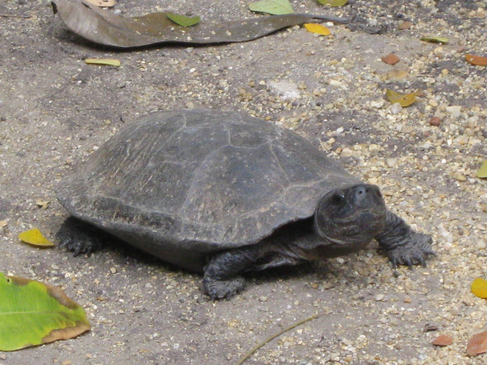 black turtle (Siebenrockiella crassicollis)