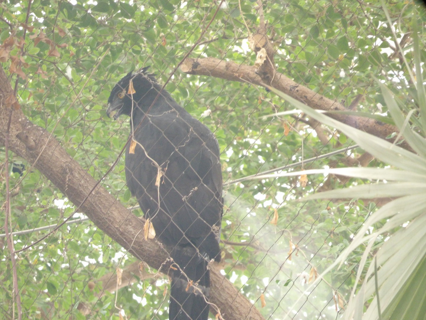 Black Tyrant Hawk-Eagle(Spizaetus tyrannus)