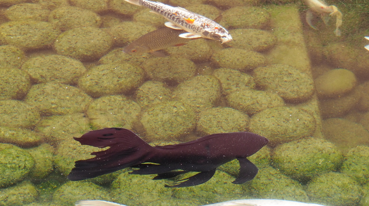 Black veil-tail goldfish (Carassius auratus), Koi (Cyprinus rubrofuscus) and Common roach (Rutilus rutilus)2022-09-15