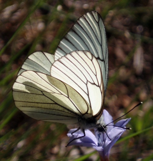 Black-veined White (Aporia crataegi)