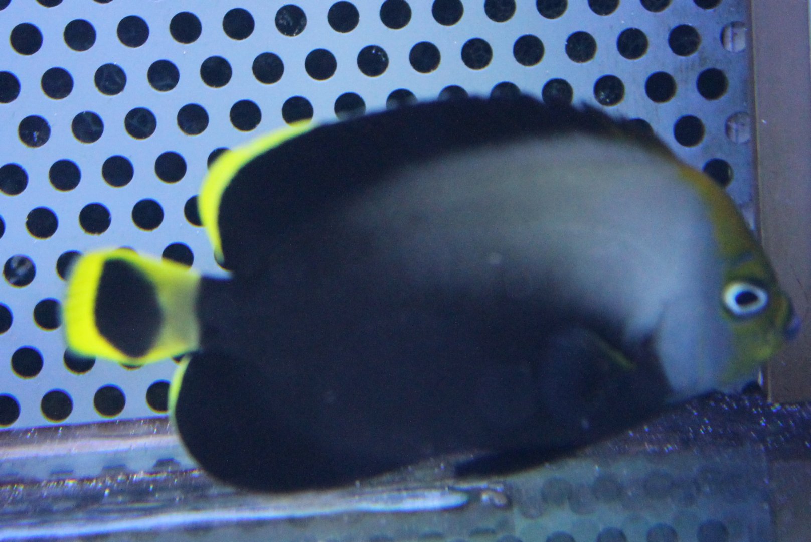 Black velvet angelfish - Chaetodontoplus melanosoma