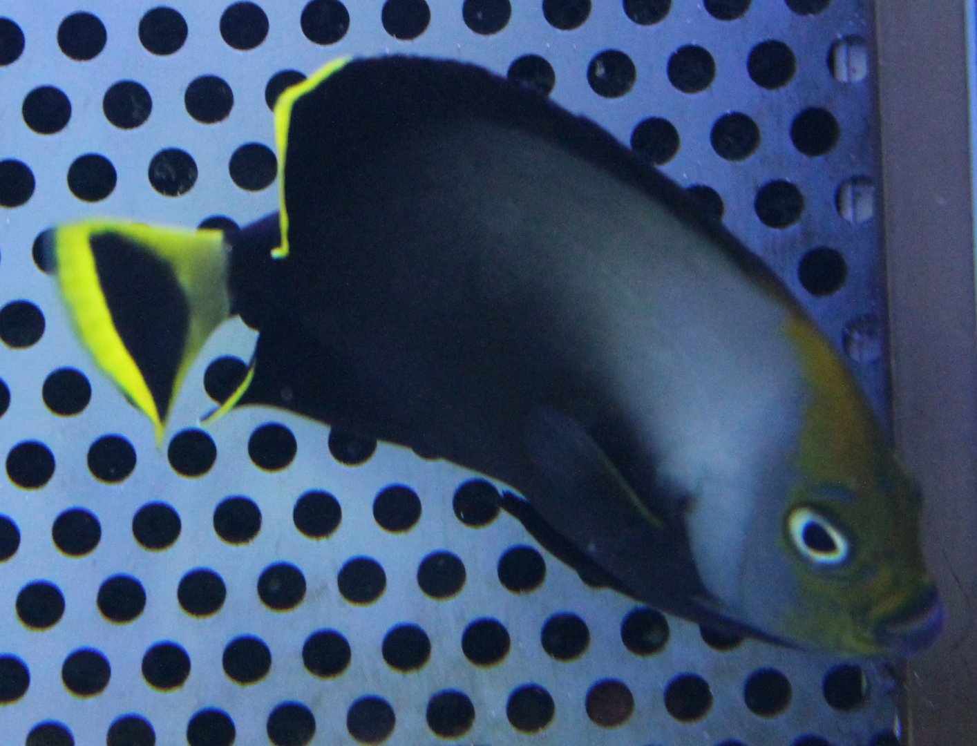 Black velvet angelfish - Chaetodontoplus melanosoma