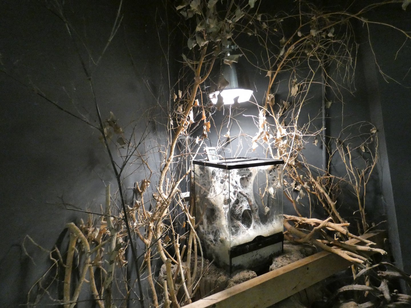 Black velvet spider exhibit