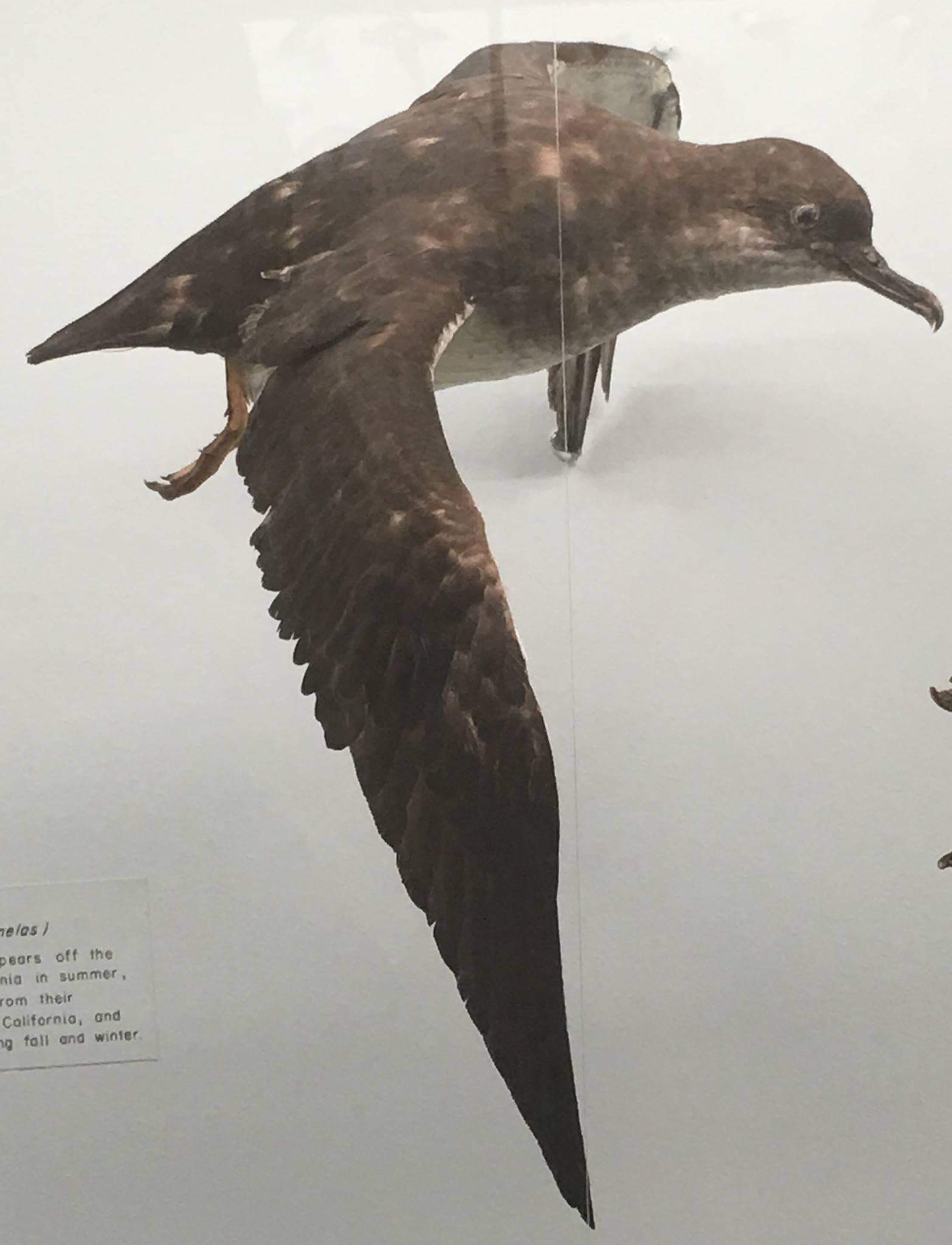 Black vented shearwater (Puffinus opisthomelas)