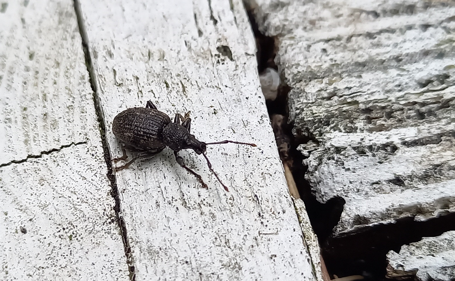 Black vine weevil - Otiorhynchus sulcatus