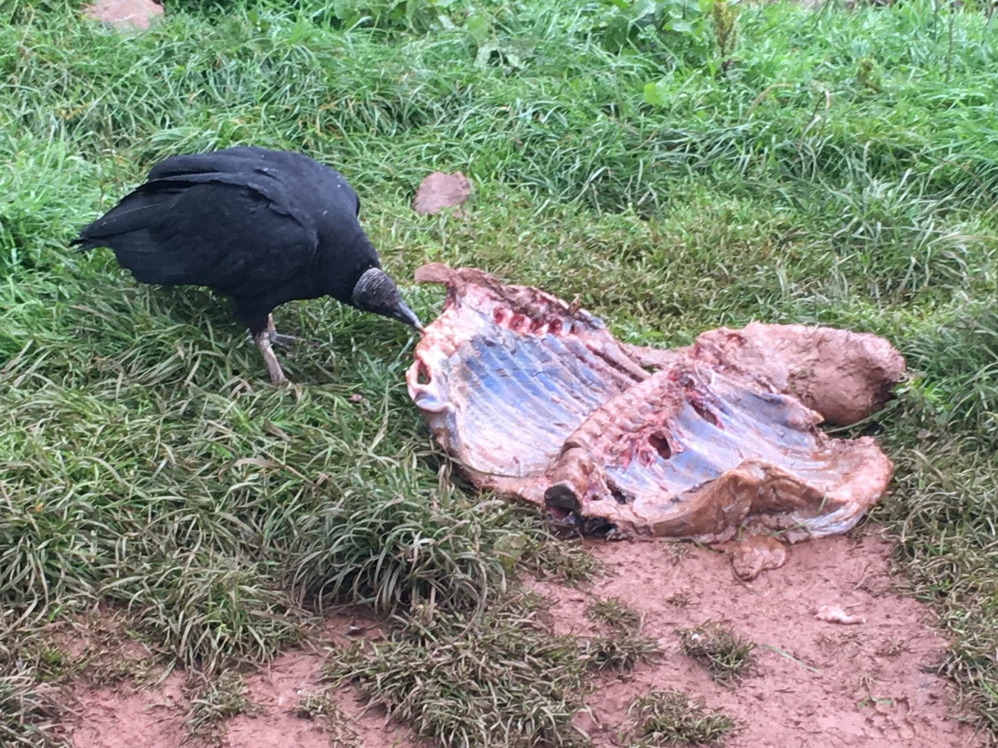 Black vulture 030817