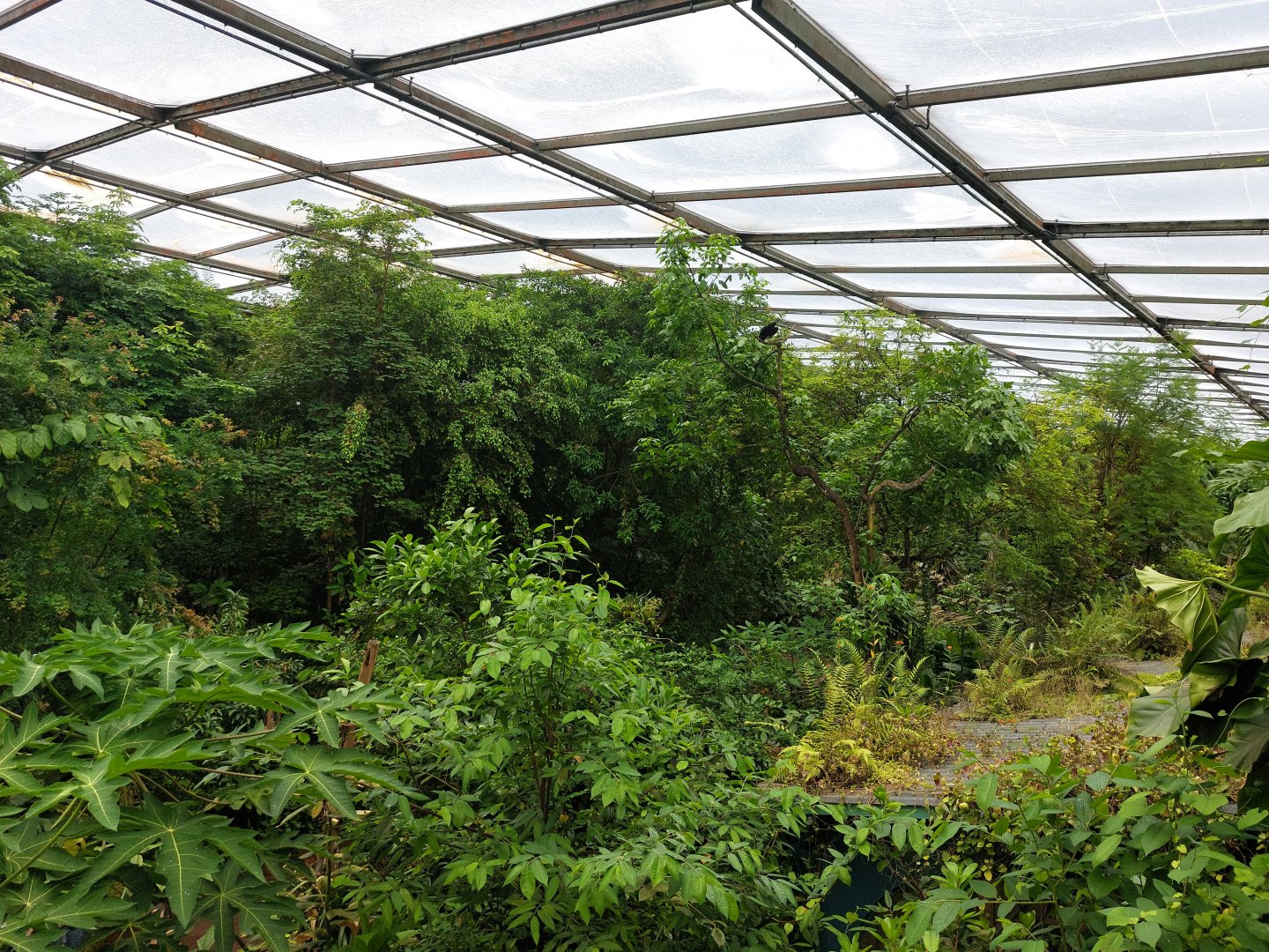 Black vulture above the restaurant