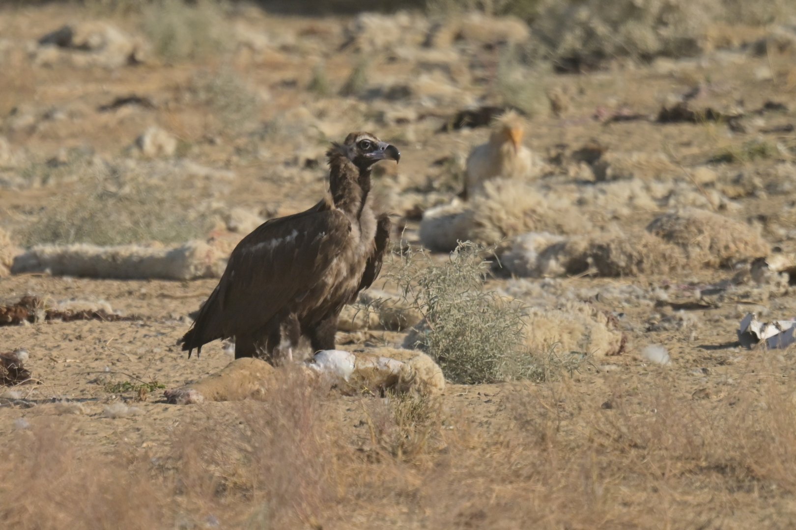 Black vulture Aegypius monachus