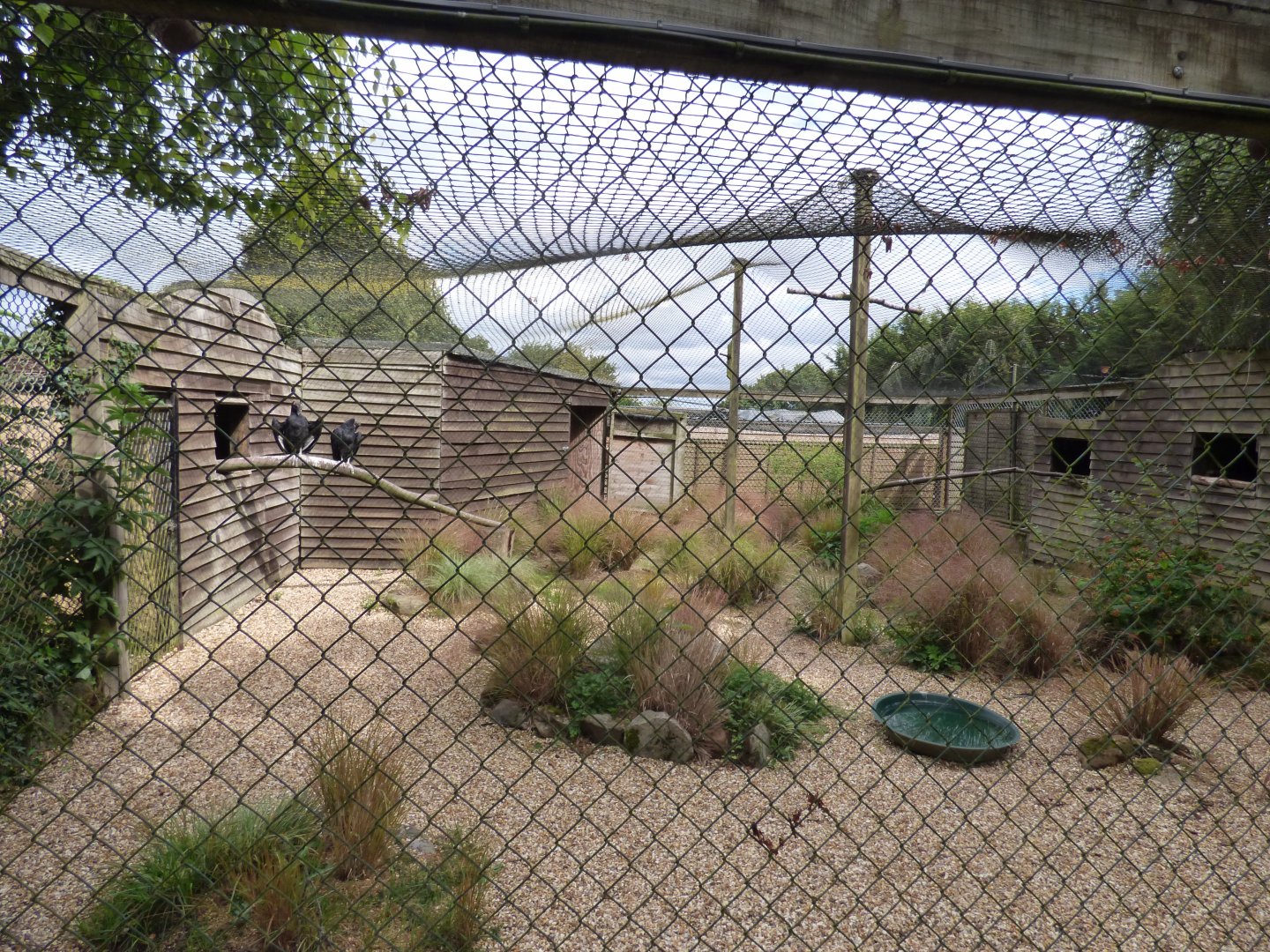 Black Vulture and King Vulture Aviary