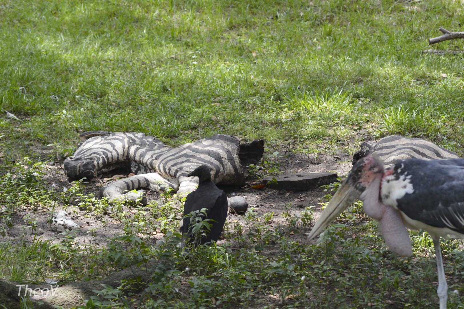 Black vulture and marabou stork [2017]