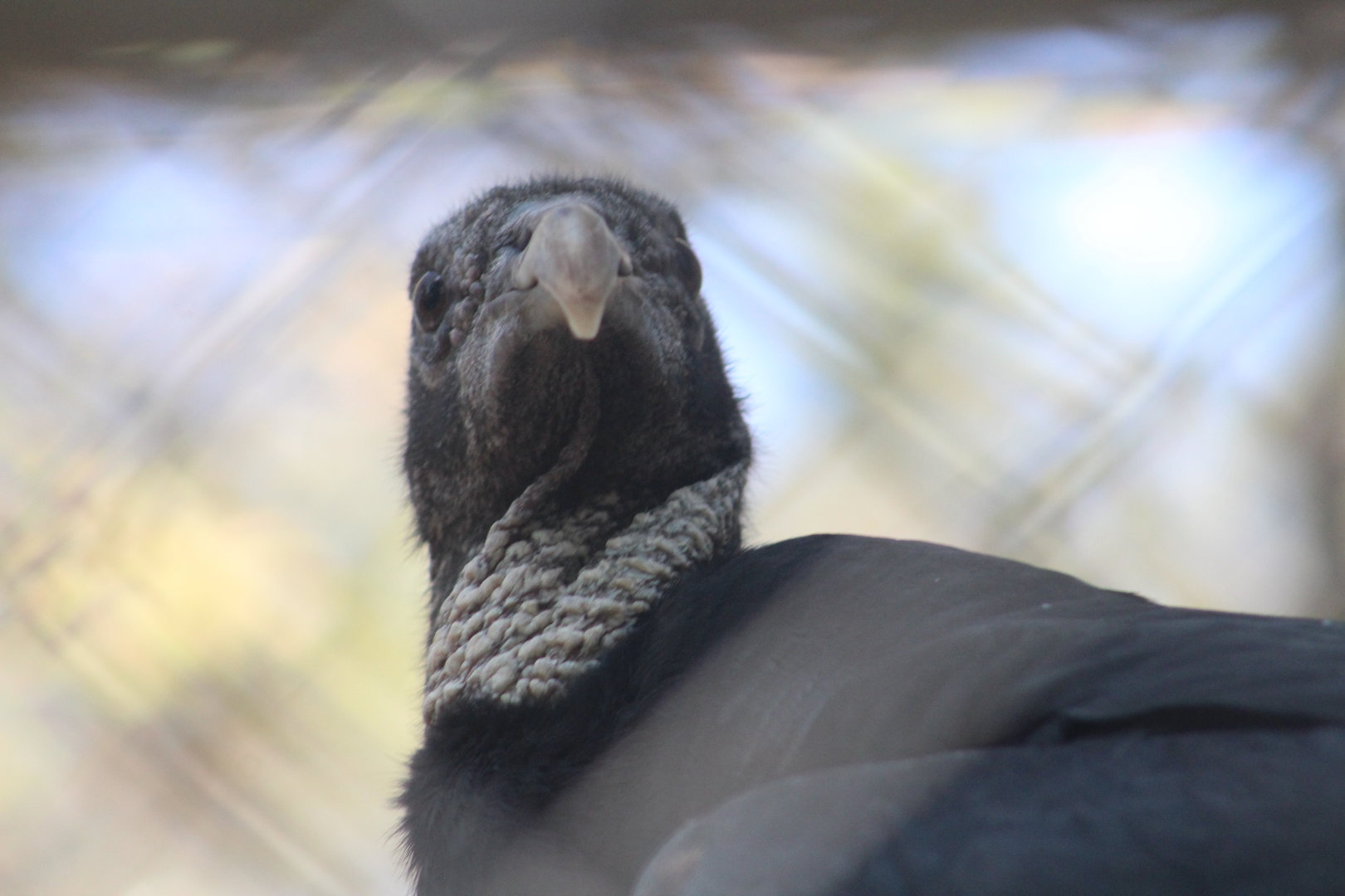 Black vulture | August 19, 2023