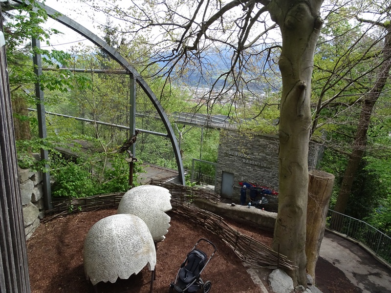 Black vulture aviary and raven aviary