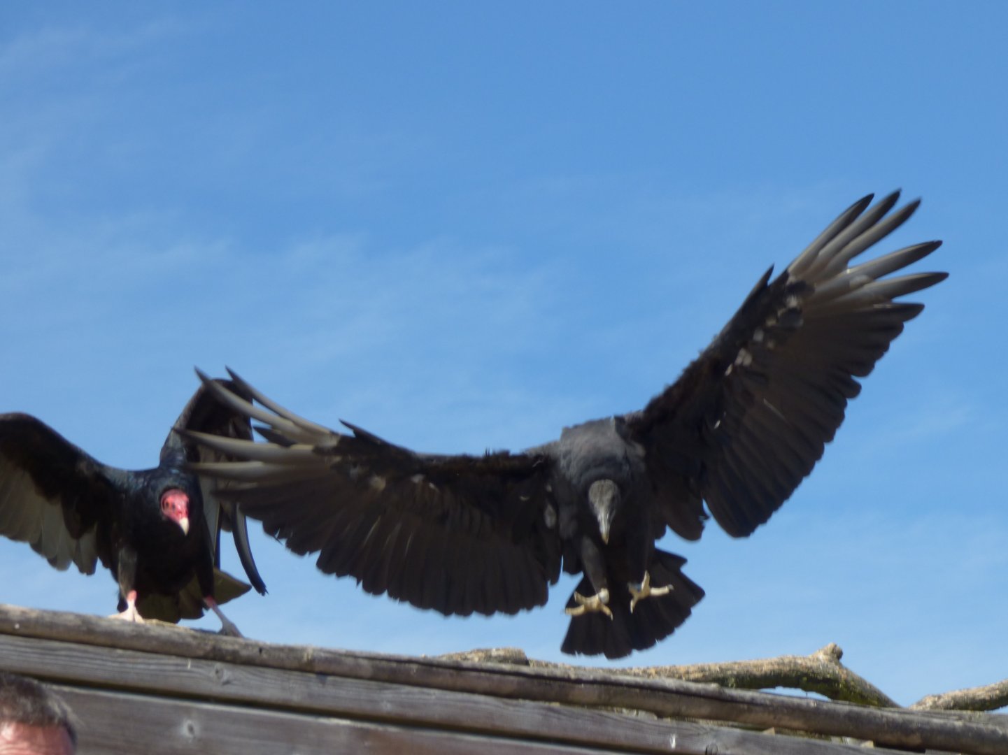 Black vulture (Coragyps atratus) and turkey vulture (Cathartes aura)