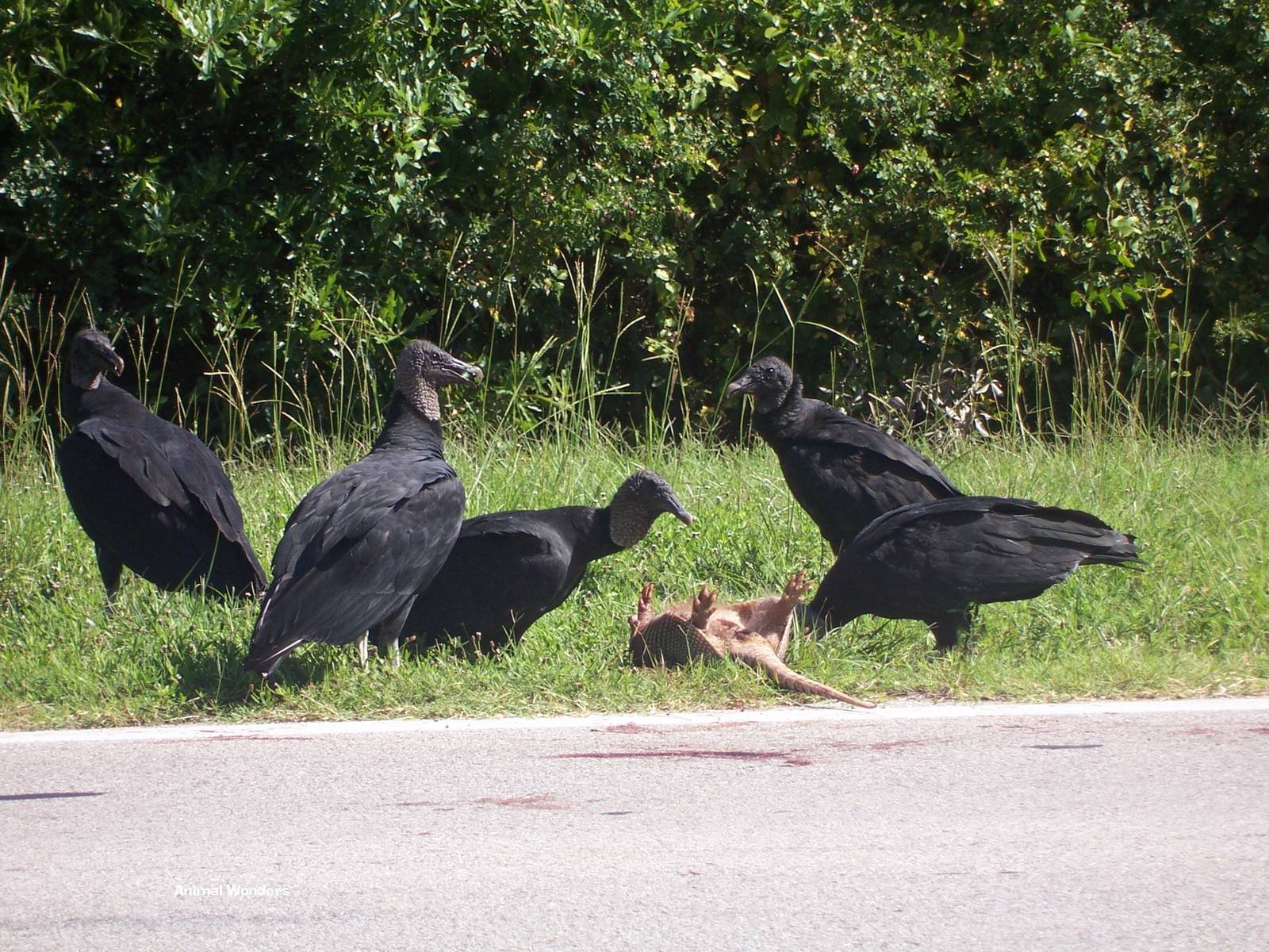 Black Vulture (Coragyps atratus)