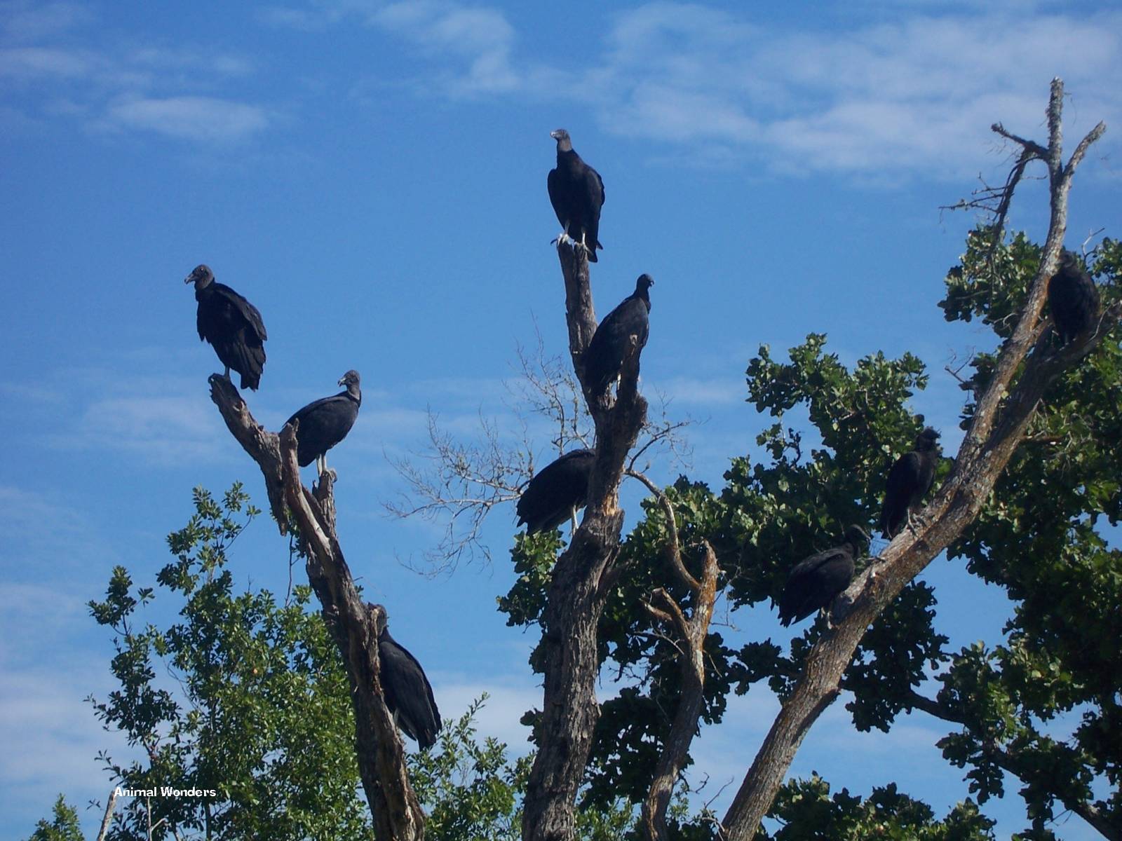Black Vulture (Coragyps atratus)
