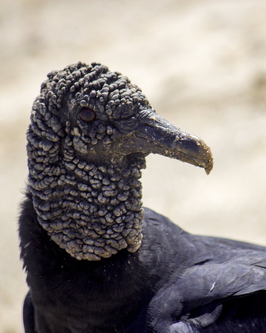 Black vulture, Coragyps atratus