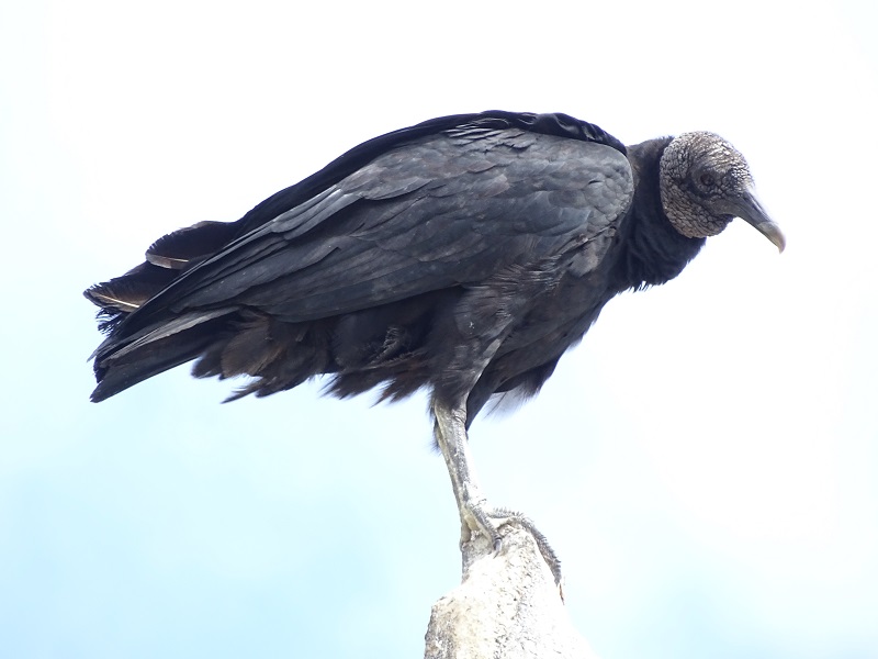 Black vulture (Coragyps atratus)