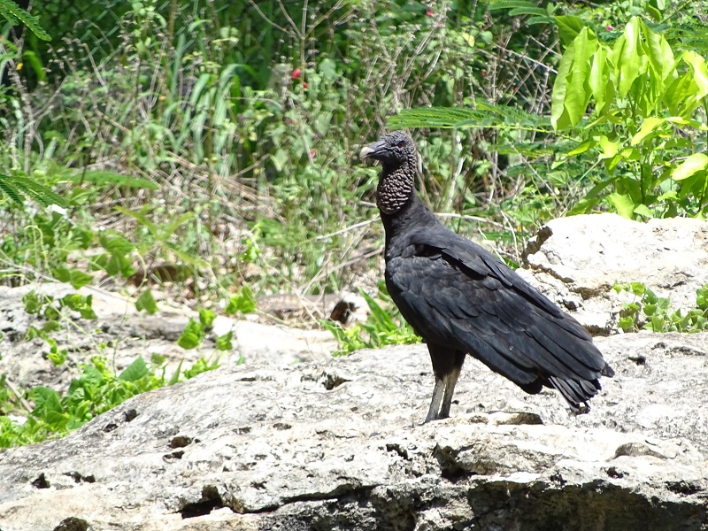 Black vulture (Coragyps atratus)